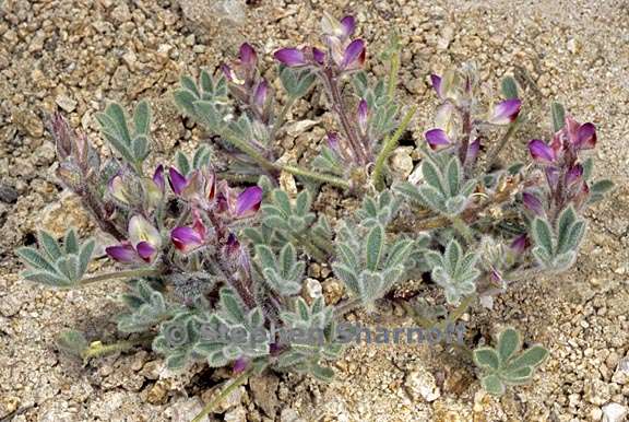 lupinus concinnus 1 graphic